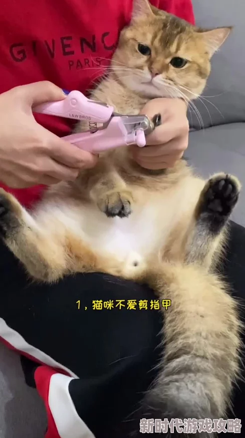 免费毛毛片，真是太实用了！希望能有更多这样的资源分享给大家