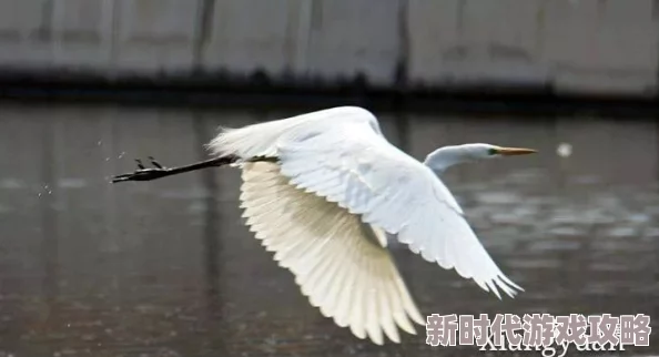 归龙潮中灵动优雅的白鹭角色详细介绍与特色解析