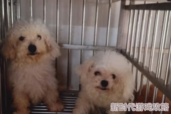 黄色一级片观看在追求快乐和放松的同时我们也要关注身心健康选择积极向上的内容丰富自己的生活
