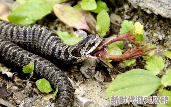 精彩纷呈的大鱼吃小鱼怎么过关全攻略-超级进化游戏深度解析