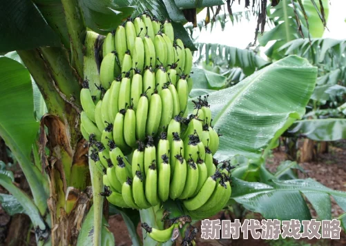 亚洲一区免费香蕉在线网友认为这个平台提供的内容丰富多样，吸引了很多用户，但也有部分人对其安全性表示担忧