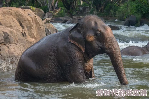 大象回家视频永不迷路2023蘑菇，真是太感人了，这种温暖的画面让人心里暖洋洋的