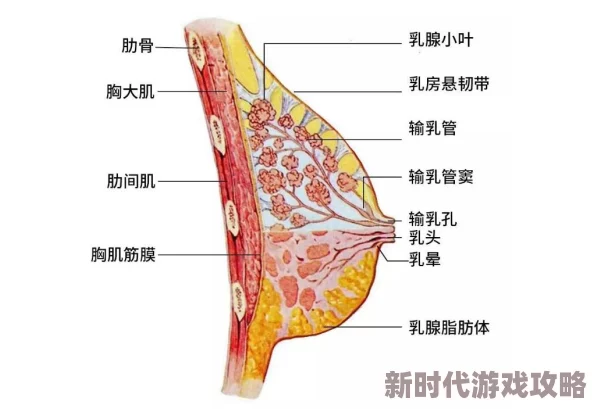 美女胸部无遮挡图片 网友们纷纷表示这样的图片虽然吸引眼球，但也希望能更多关注女性的内在美与才华