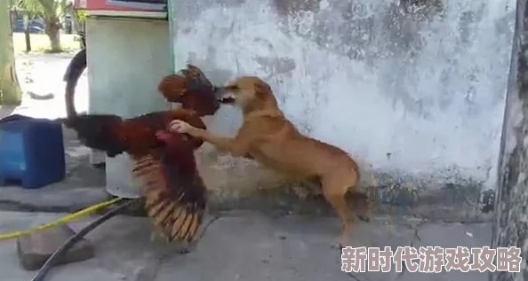大藏獒又浓又烫h高文在生活中我们要勇敢追求自己的梦想相信自己能创造美好的未来