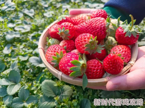 草莓视频免费下载污最新进展消息：该应用因涉嫌侵犯版权和传播不良信息被多地监管部门查处并下架，用户需谨慎使用相关软件