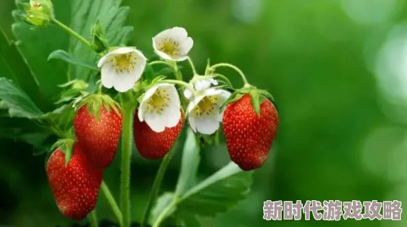 草莓视频免费下载污最新进展消息：该应用因涉嫌侵犯版权和传播不良信息被多地监管部门查处并下架，用户需谨慎使用相关软件
