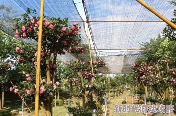 乐缤纷庄园丰富多彩的周期性活动全览与精彩介绍
