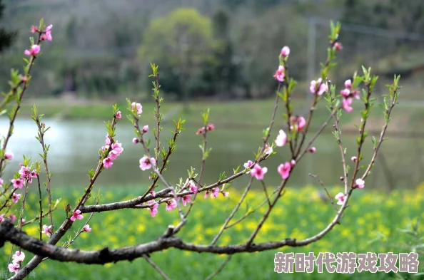 轻松了解桃花源记手游高效转区方法，全面解析转区流程