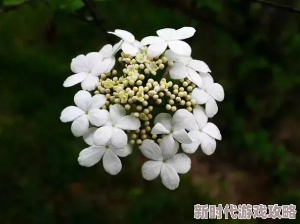 狠狠色丁香婷婷综合久久惊爆！最新研究揭示这种植物的神奇功效，竟能改善情绪和提升免疫力，令人震惊不已