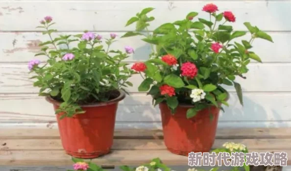 野花高清在线电影观看免费视频近日上线，提供多种类型的影视资源，用户可免费观看高质量影片，体验极致观影乐趣