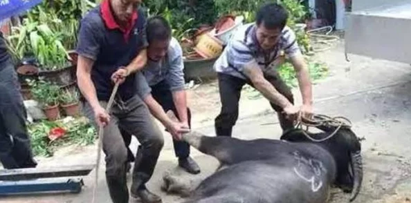 牛鞭刺进了女人的身体h近日在某地发生了一起离奇事件一名女子因玩耍不慎被牛鞭刺伤引发围观和热议
