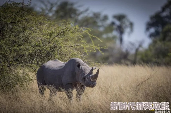 三角洲行动盛大开服：精彩纷呈的福利有哪些强烈推荐