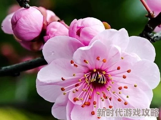 色花堂国产精品原创第一页传播正能量，弘扬传统文化，展现美好生活