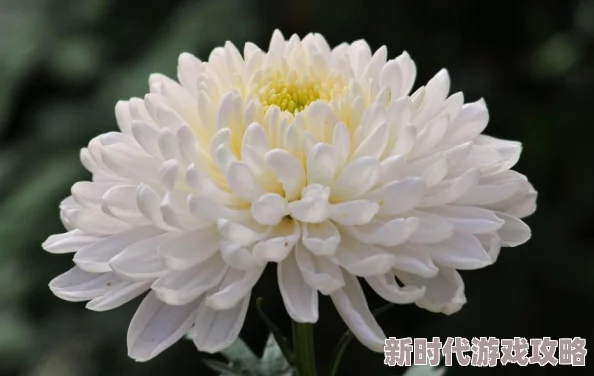 《植物大战僵尸2》太阳能花盆使用图鉴：全面解析及网友真实评价汇总