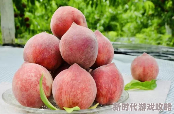 乡间拾趣夏日谈全攻略详解：网友热评版，解锁田园乐趣必备指南
