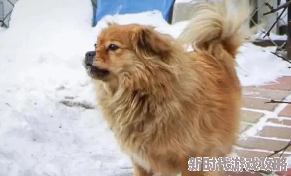 网友热议：仙剑奇侠传新的开始，大黄狗现身地点及最终送达何处成焦点