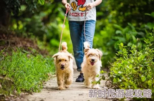 我的休闲时光新选择：高效带狗狗出游方法，网友热评实用攻略