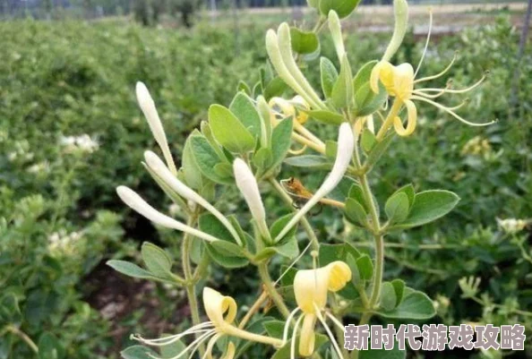 网友热议:异环预约全攻略,如何高效申请及获取测试资格详解 网友热议:异环预约全攻略,如何高效申请及获取测试资格详解