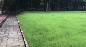 草社区一个充满生机与活力的自然景观,展现大自然的多样性与和谐共存 草社区一个充满生机与活力的自然景观,展现大自然的多样性与和谐共存