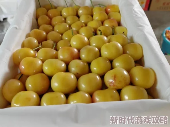 美国一级特色大黄种植面积扩大，产量创历史新高，市场需求旺盛