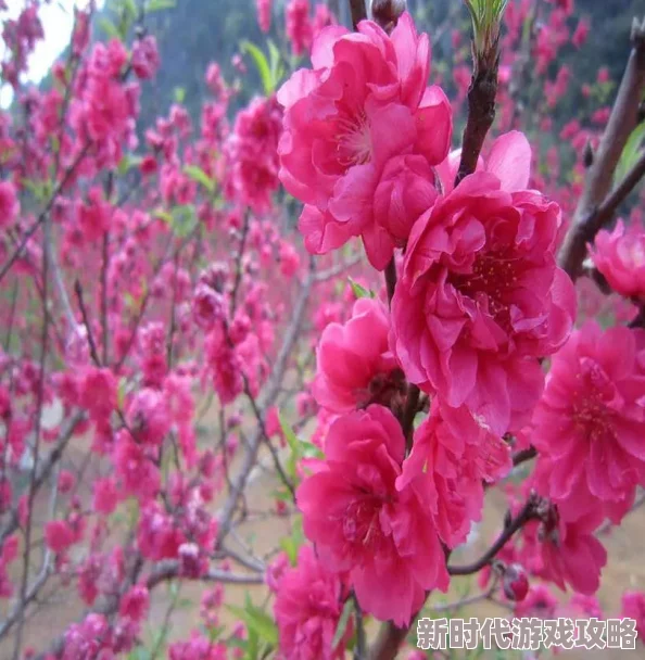 国产图片综合区春季赏花攻略各地最佳赏花时间和地点一览