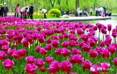 国产图片综合区春季赏花攻略各地最佳赏花时间和地点一览