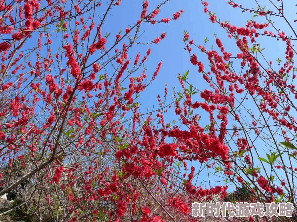 国产图片综合区春季赏花攻略各地最佳赏花时间和地点一览