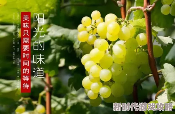 师尊乖乖里的葡萄是纯还是仿此处“纯”指天然，“仿”指人工合成