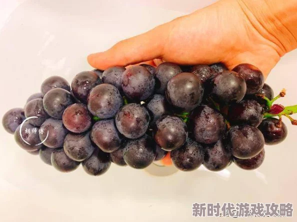 师尊乖乖里的葡萄是纯还是仿此处“纯”指天然，“仿”指人工合成