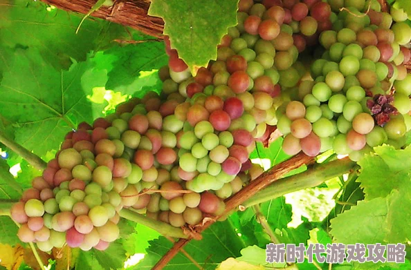 师尊乖乖里的葡萄是纯还是仿此处“纯”指天然，“仿”指人工合成