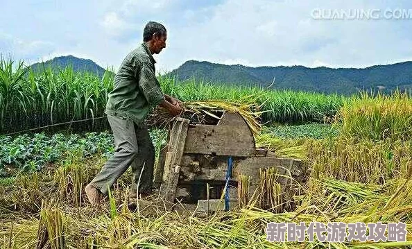 夫妻插秧38种方法图片大全大图展示了不同姿势和技巧的插秧方式,适合农户参考学习 夫妻插秧38种方法图片大全大图展示了不同姿势和技巧的插秧方式,适合农户参考学习