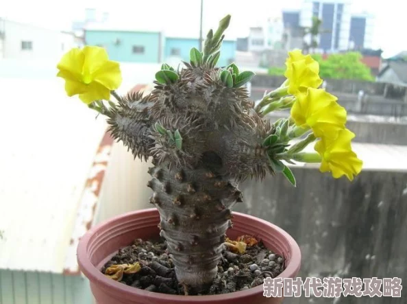 坐在教授的大根茎上背单词是一种幽默的学习方法描述，通过联想记忆来帮助学生更快地记住单词