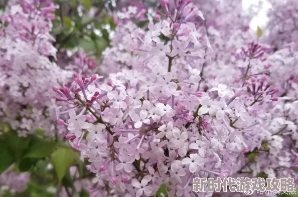 丁香婷婷啪啪春季赏花活动即将开始报名