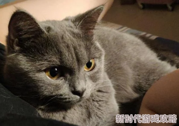 小家伙它想你了最近学会了跳舞蹦迪还喜欢追着尾巴玩耍