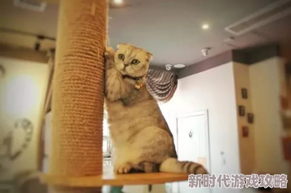 japanhdxxxx69东京新开业的猫咪咖啡馆吸引大量游客前往体验 japanhdxxxx69东京新开业的猫咪咖啡馆吸引大量游客前往体验