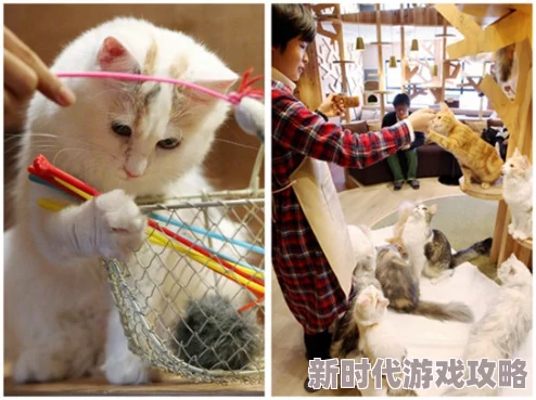 japanhdxxxx69东京新开业的猫咪咖啡馆吸引大量游客前往体验 japanhdxxxx69东京新开业的猫咪咖啡馆吸引大量游客前往体验