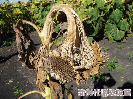 岳的湿润近日科学家发现新型植物能在极端干旱条件下生存