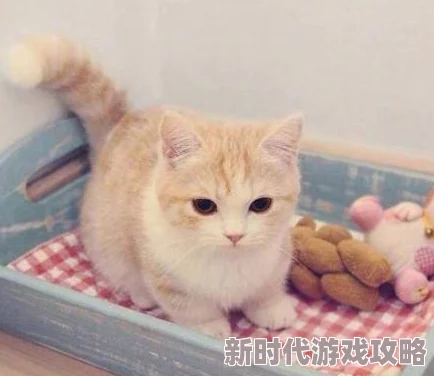 猫影库让我们一起感受猫咪带来的温暖与快乐，分享爱与陪伴的美好时光