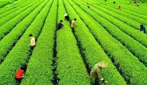 绿奴之路近日，研究人员发现新型植物可有效改善土壤质量，助力生态恢复