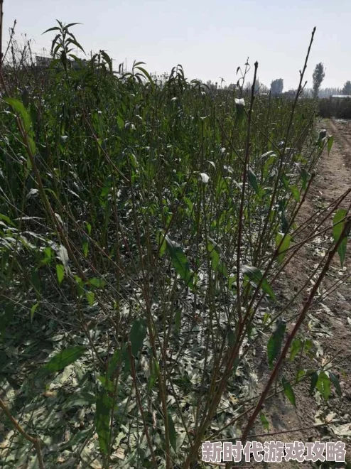 绿奴之路近日，研究人员发现新型植物可有效改善土壤质量，助力生态恢复