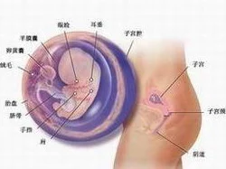 孕妇小说孕期健康新发现：研究显示适度运动有助于胎儿发育