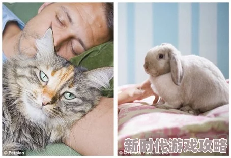 英语老师的小兔子又白又软最近在学校的宠物日活动中赢得了最佳宠物奖