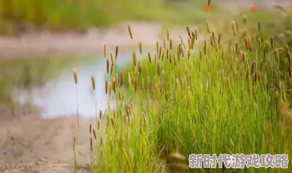 腾森里穗近日腾森里穗的花海吸引了众多游客前来观赏，绚丽的花朵让人流连忘返