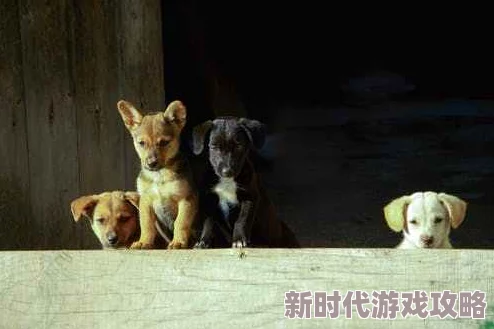 色狗综合网最新研究显示宠物对人类心理健康的积极影响