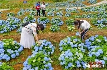 打屁沟近日打屁沟迎来了春季花展，吸引了众多游客前来观赏美丽的花海