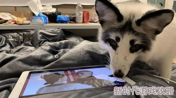 骚狐视频下载积极向上让生活更精彩