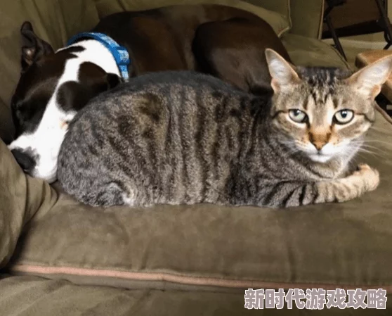 黑道邪皇欲宠猫咪铁娃鐵娃勇敢追梦，坚定信念，努力拼搏，未来可期！