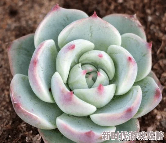 多肉黄文最新研究发现多肉植物在干旱条件下的生存能力显著增强
