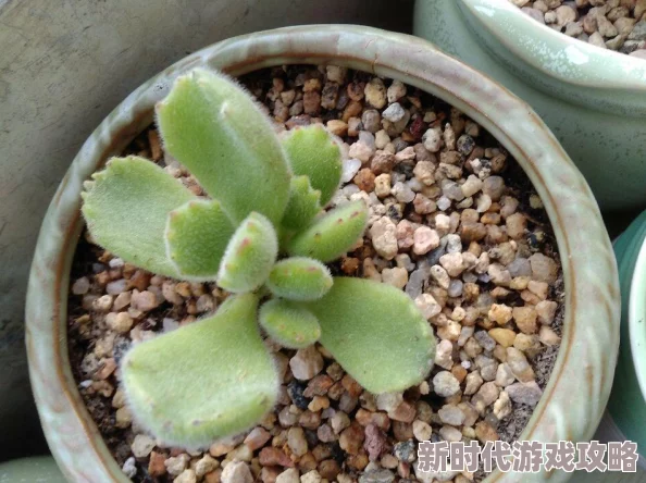 多肉黄文最新研究发现多肉植物在干旱条件下的生存能力显著增强