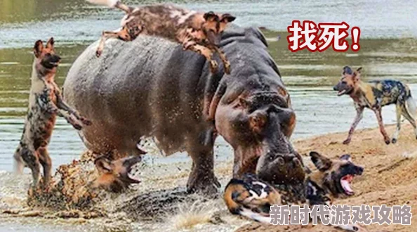 翔霖车文河马的秘密河血色蝗灾迎接希望与团结，共同战胜挑战，重建美好未来